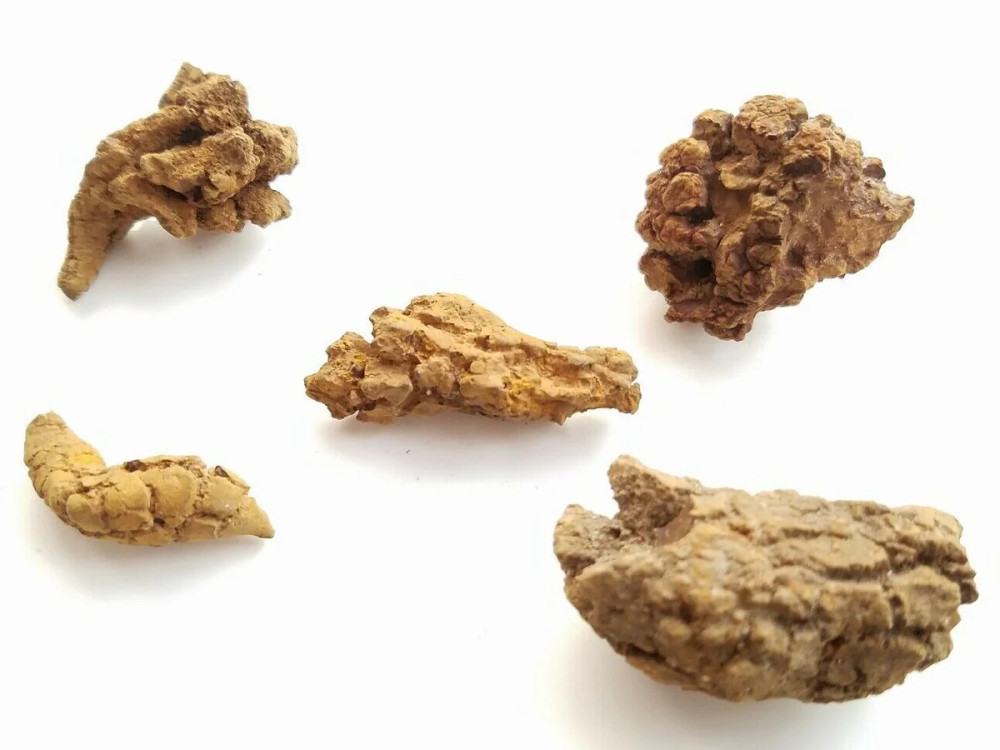 How to Verify Dinosaur Coprolite?